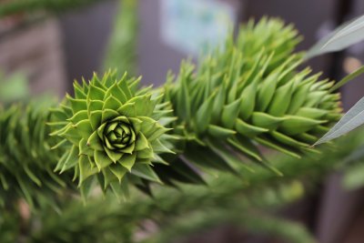 Araucaria araucana - blahočet čilský - jehlice detail